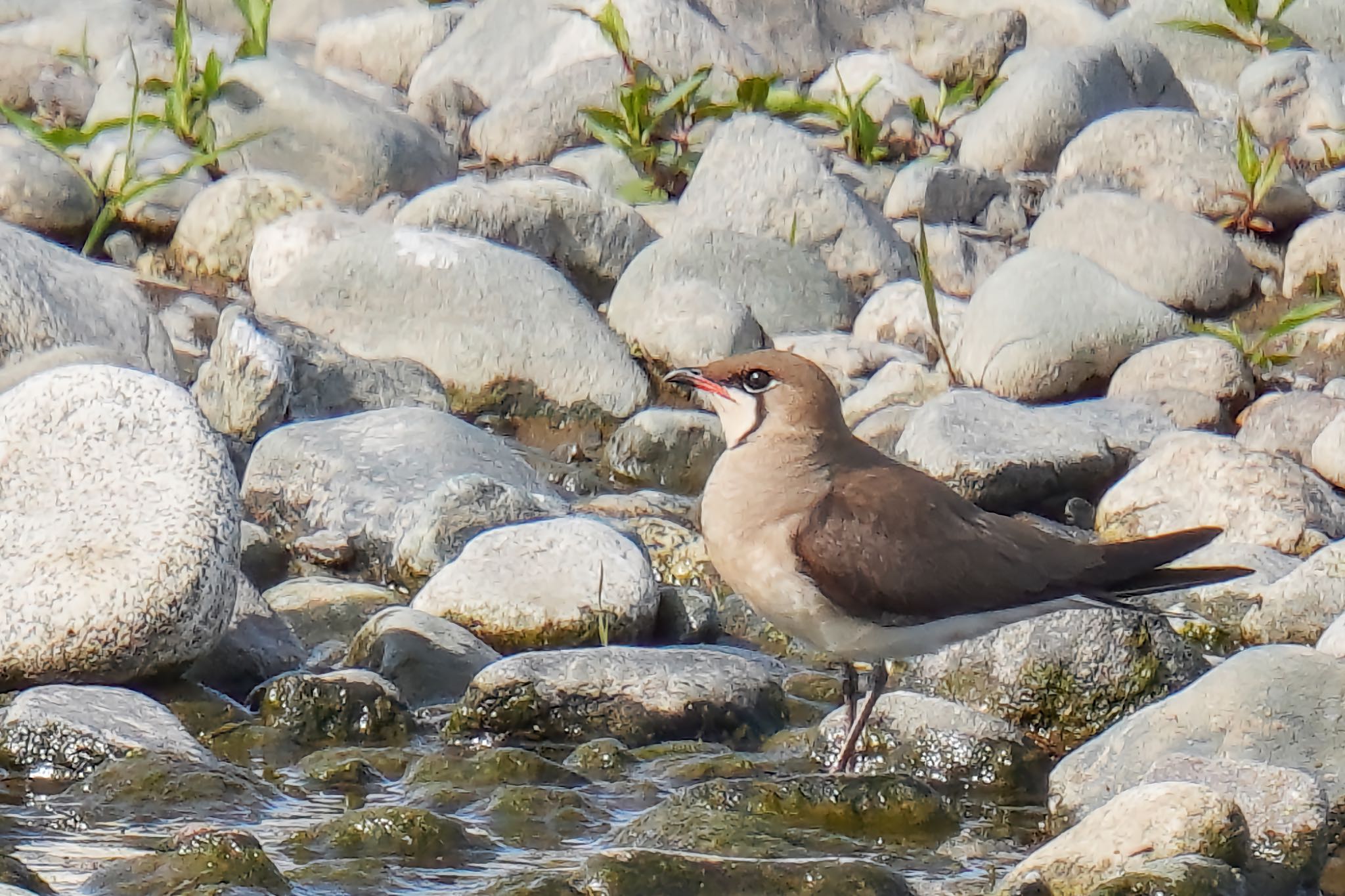 Oriental Pratincole