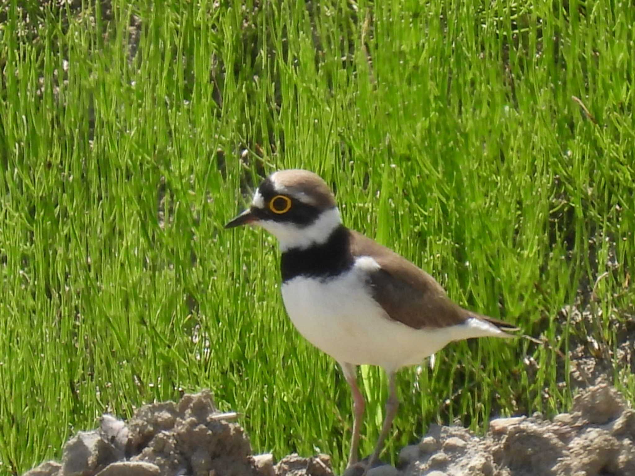 Photo of Little Ringed Plover at 横須賀 by カズー