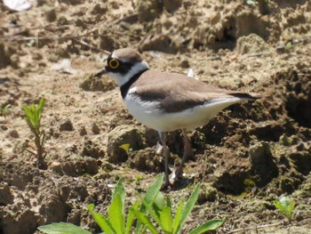 Little Ringed Plover 横須賀 Thu, 5/18/2023