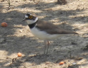 Little Ringed Plover 横須賀 Thu, 5/18/2023