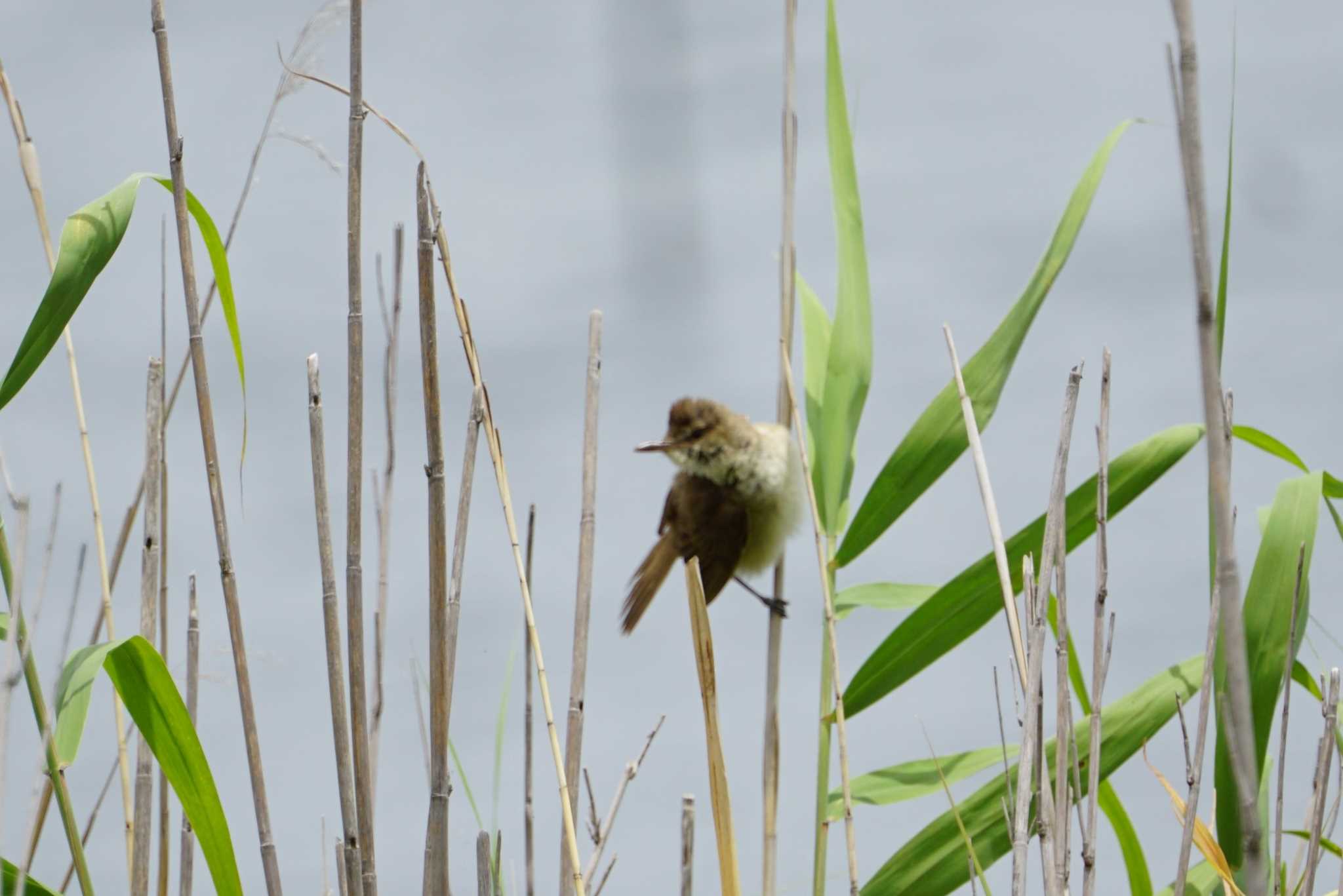 Oriental Reed Warbler