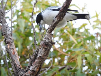 Grey Butcherbird キングス・パーク・アンド・ボタニック・ガーデン Sat, 4/22/2023