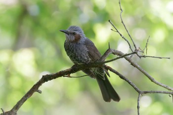 Brown-eared Bulbul 滋賀県甲賀市甲南町創造の森 Thu, 5/18/2023