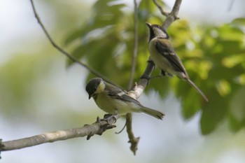 Japanese Tit 滋賀県甲賀市甲南町創造の森 Thu, 5/18/2023