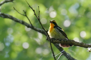 Narcissus Flycatcher 滋賀県甲賀市甲南町創造の森 Thu, 5/18/2023