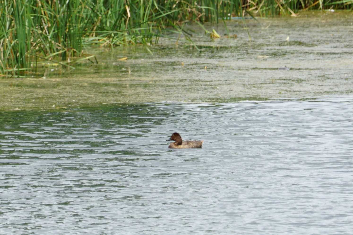 Common Pochard