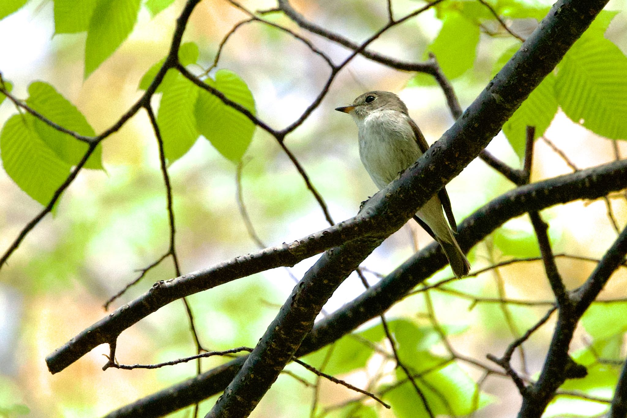 支笏湖野鳥の森 コサメビタキの写真