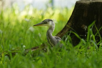 アオサギ 名城公園 2023年5月18日(木)