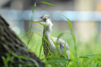 アオサギ 名城公園 2023年5月18日(木)