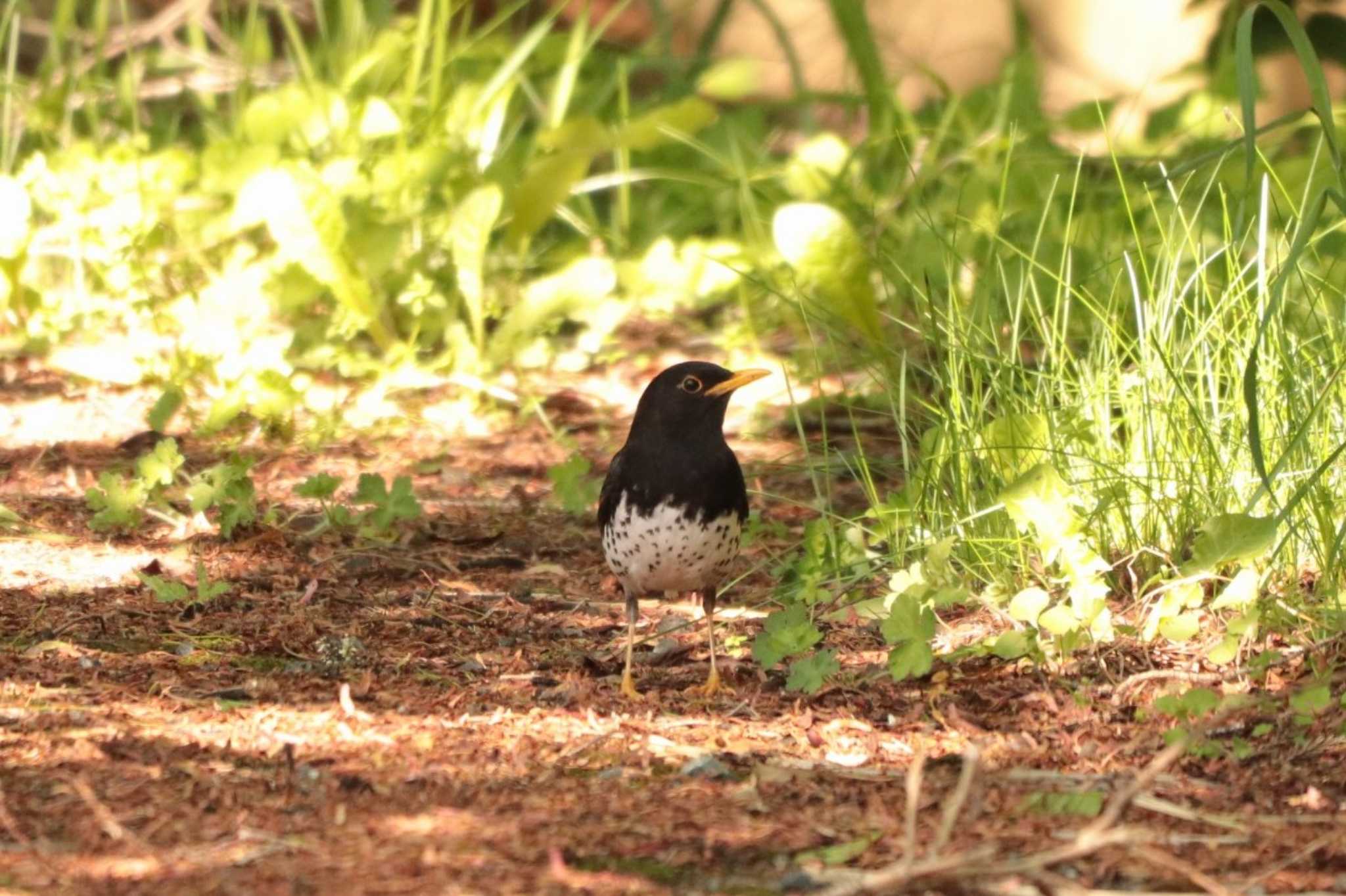 Japanese Thrush