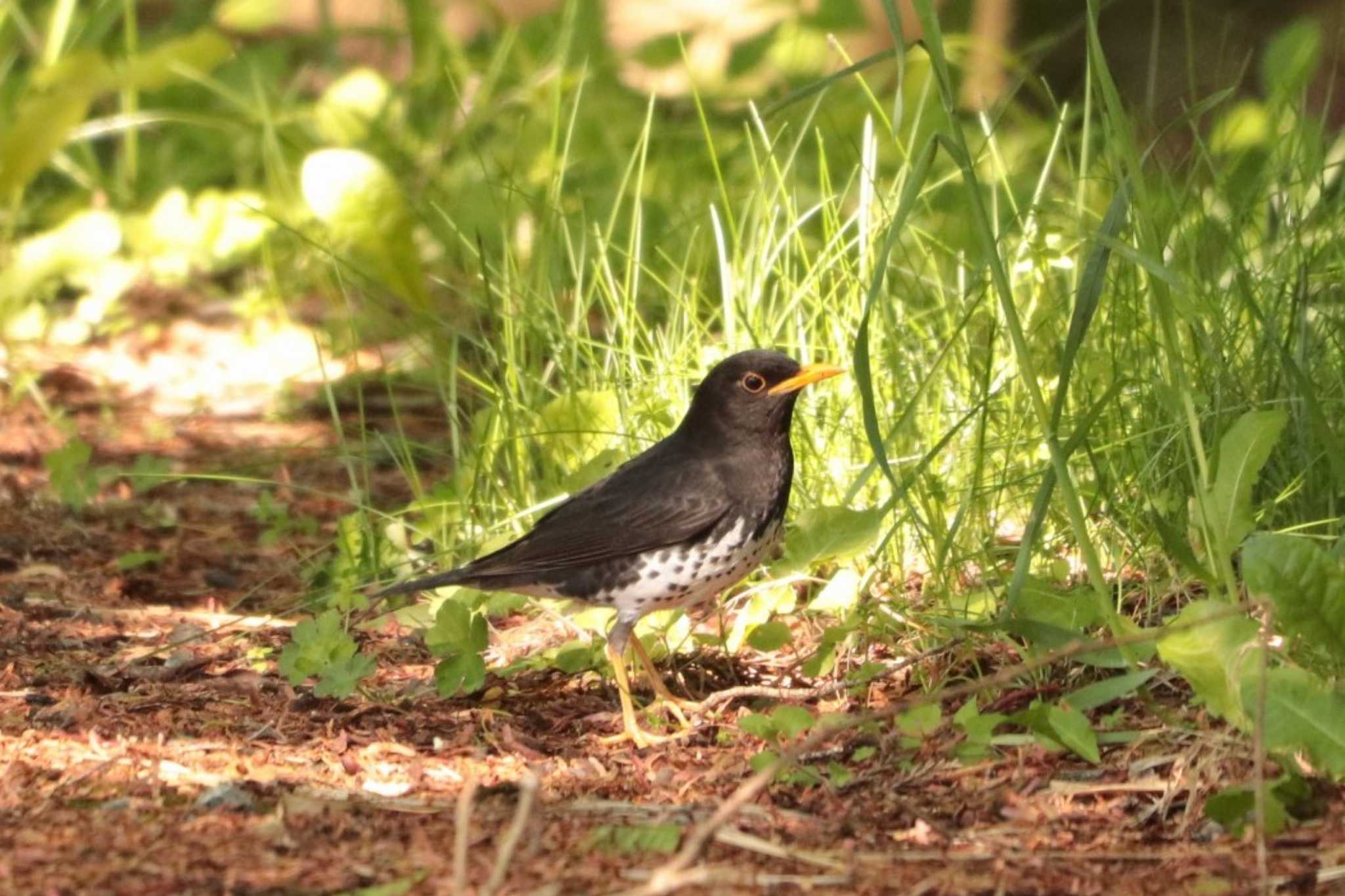 Japanese Thrush