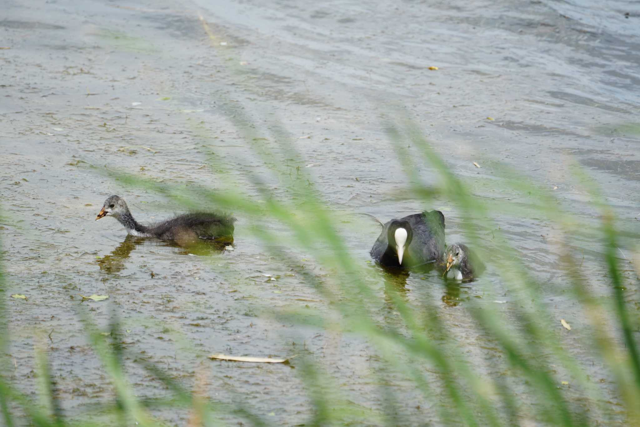 Eurasian Coot