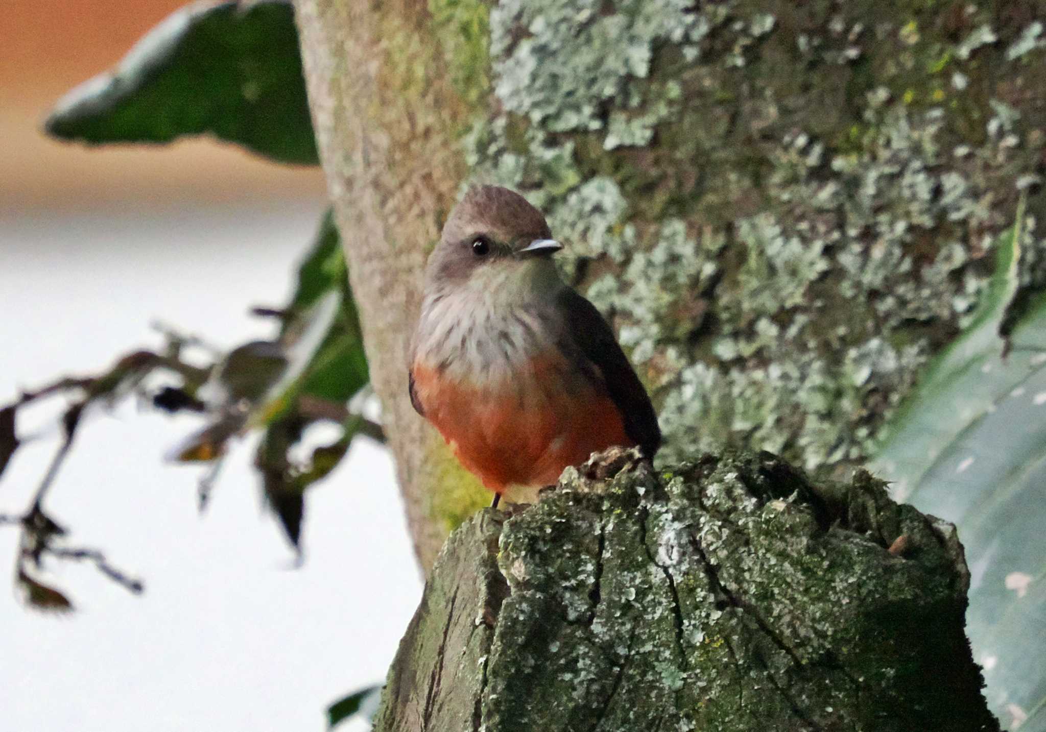 Mindo(Ecuador) ベニタイランチョウの写真