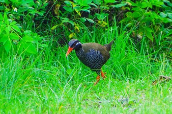 ヤンバルクイナ 国頭村(沖縄県) 2023年5月12日(金)