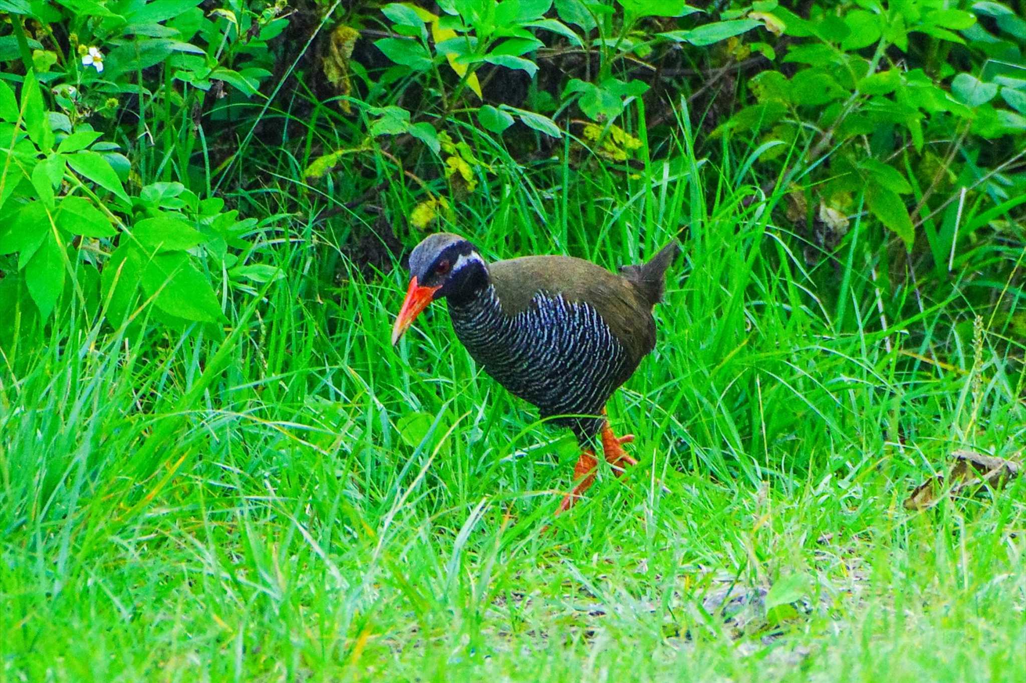 ヤンバルクイナ