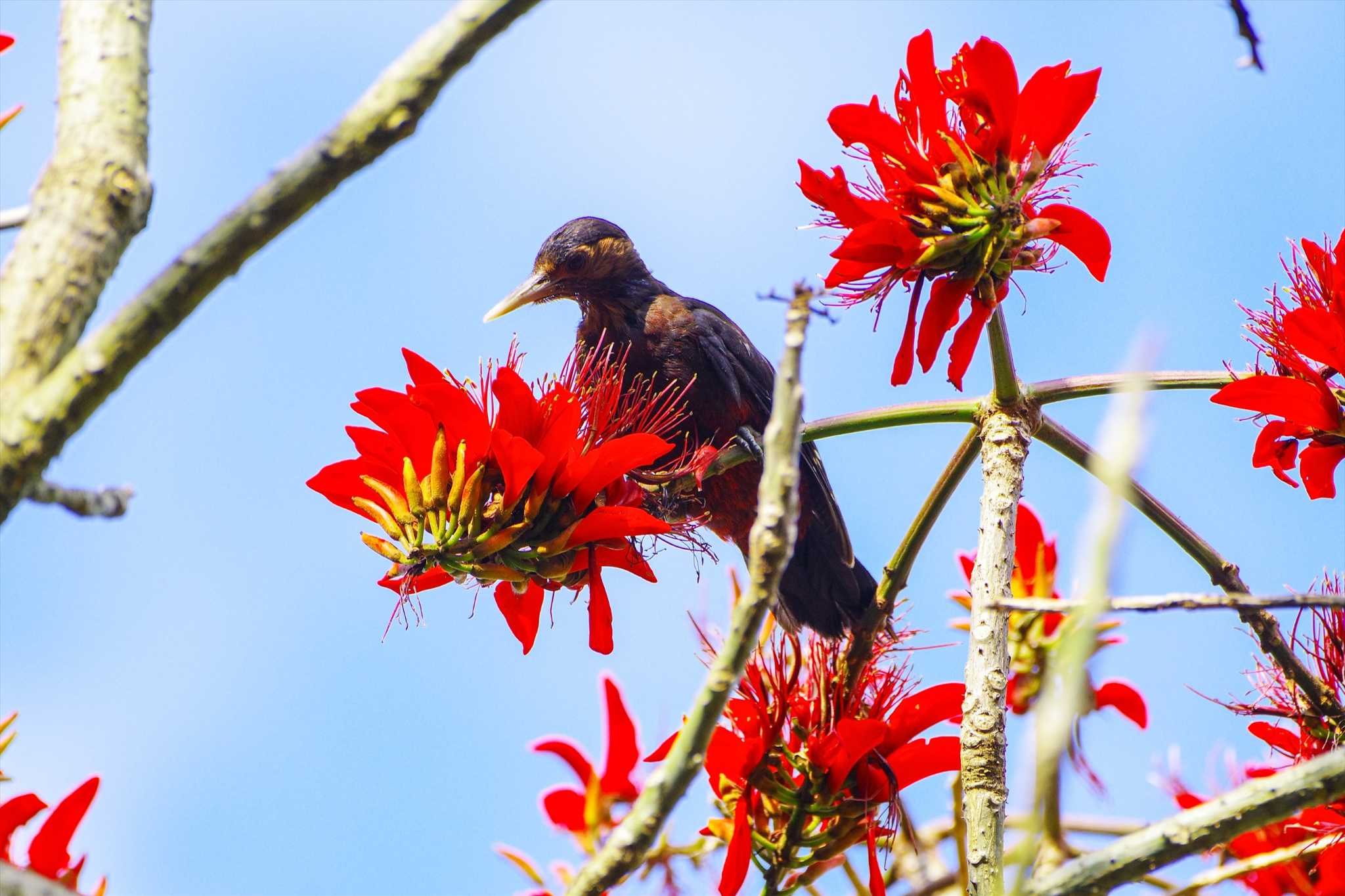 Photo of Okinawa Woodpecker at Kunigamison by BW11558