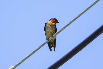 Pacific Swallow Kunigamison Fri, 5/12/2023