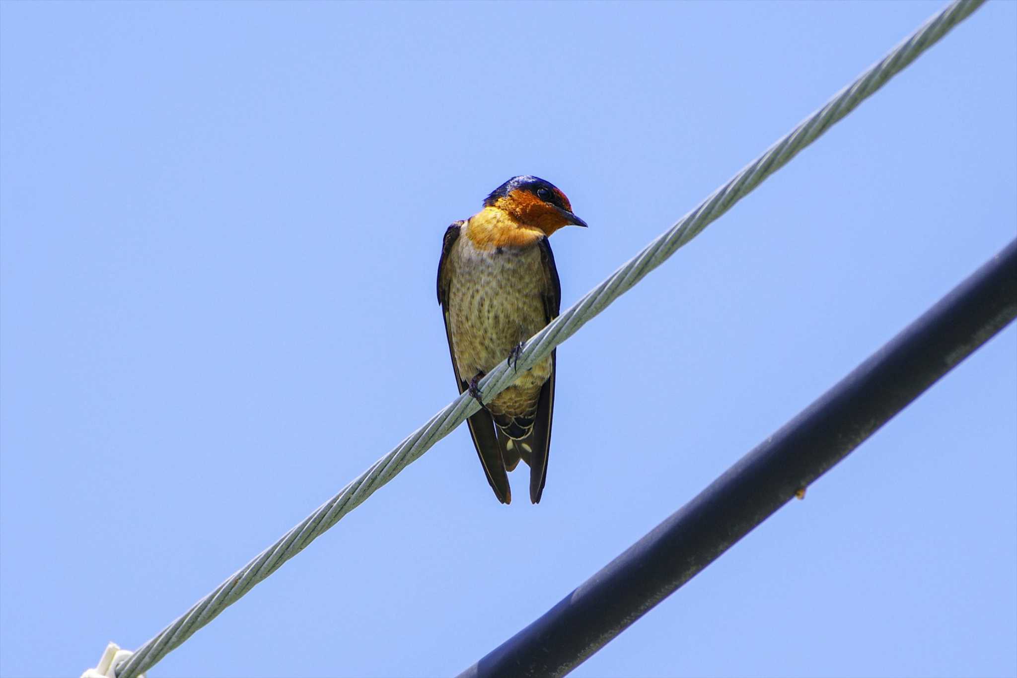 Pacific Swallow