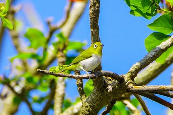 Japanese White-eye(loochooensis) Kunigamison Fri, 5/12/2023