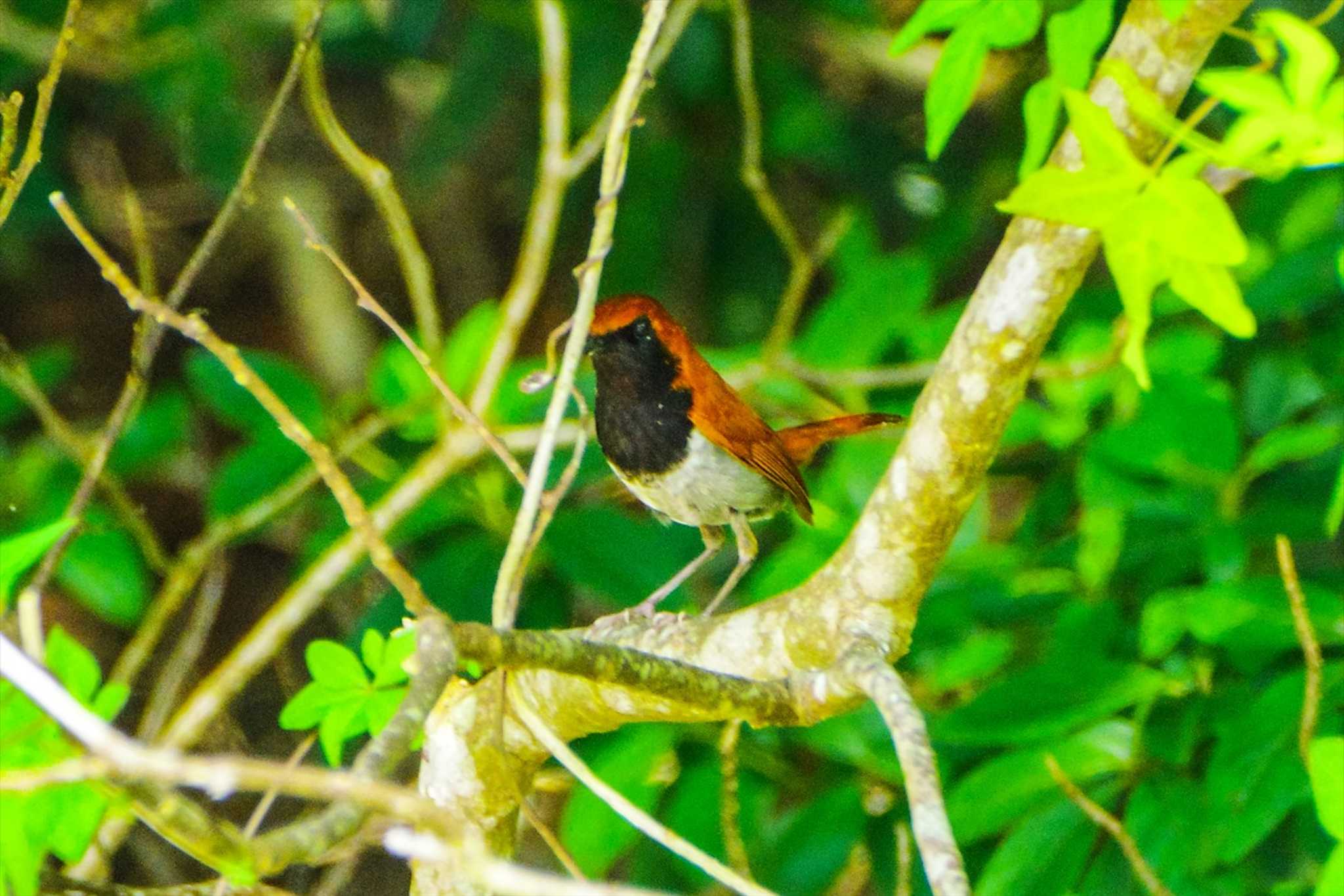 Photo of Okinawa Robin at Kunigamison by BW11558