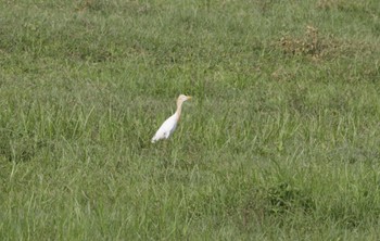 アマサギ Van Long Nature Reserve 2023年5月1日(月)