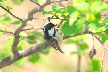 Coal Tit 青森県十和田市 Wed, 5/6/2020