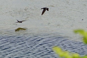 Fri, 6/29/2018 Birding report at 大阪府岸和田市 久米田池