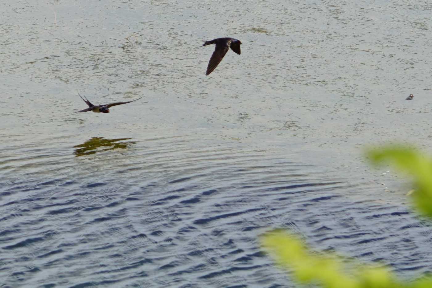 Barn Swallow