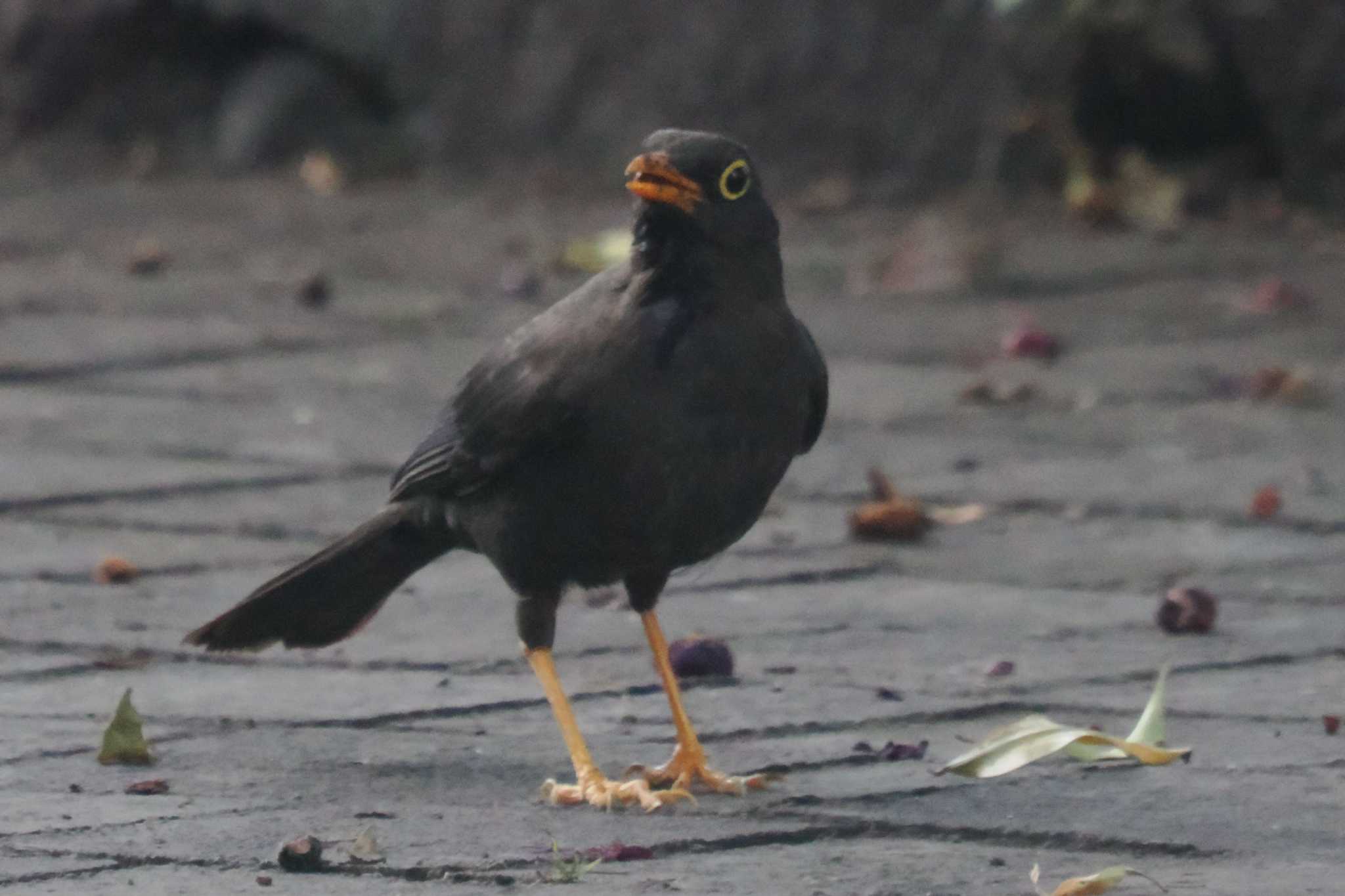 Mindo(Ecuador) インドクロウタドリの写真