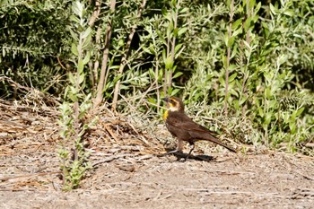 Yellow-headed Blackbird Henderson Bird Viewing Preserve Mon, 5/8/2023