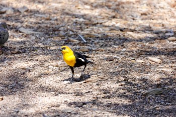 キガシラムクドリモドキ Henderson Bird Viewing Preserve 2023年5月8日(月)