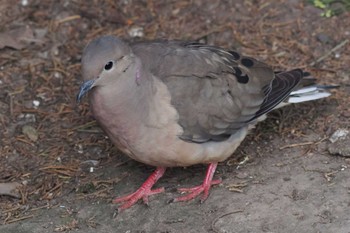 Eared Dove