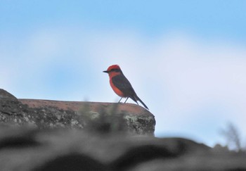 ベニタイランチョウ Mindo(Ecuador) 2023年5月18日(木)