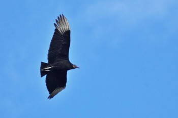 Black Vulture Mindo(Ecuador) Thu, 5/18/2023