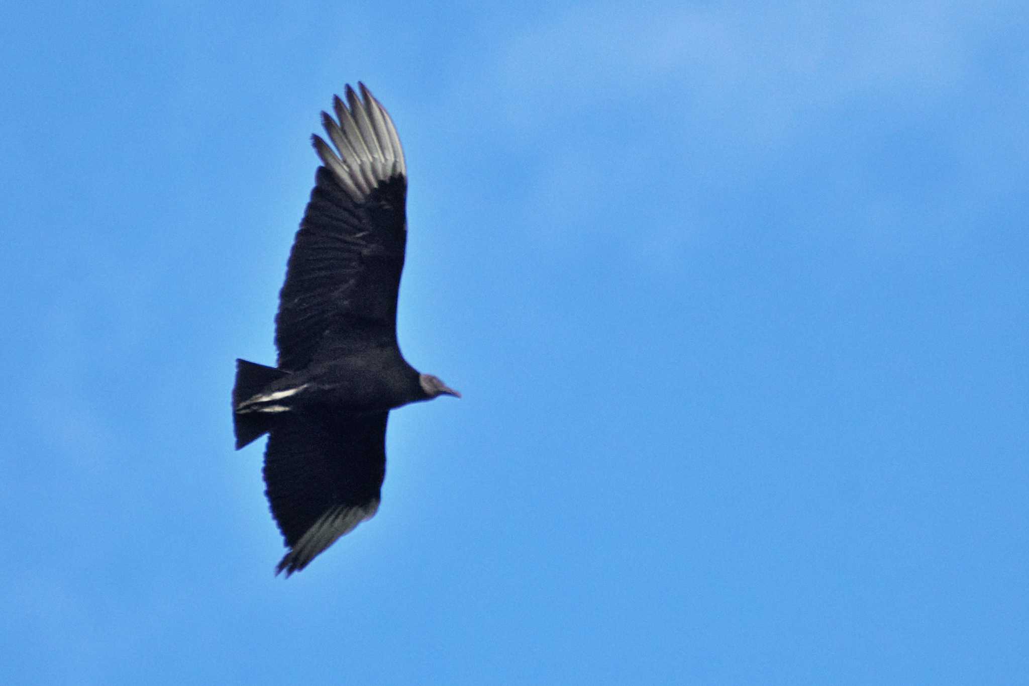 Photo of Black Vulture at Mindo(Ecuador) by 藤原奏冥
