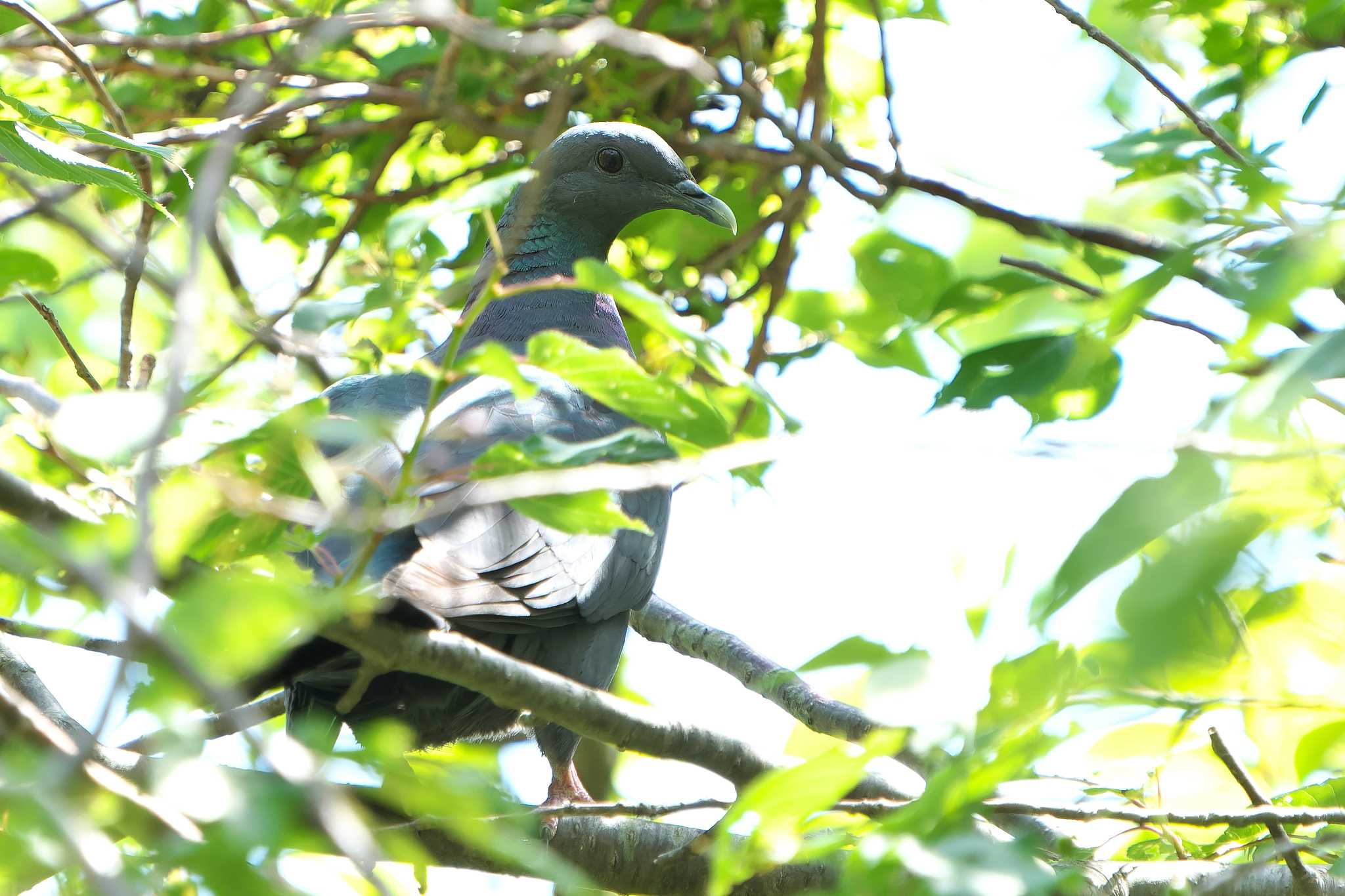 Photo of Black Wood Pigeon at Mishima Island by 禽好き