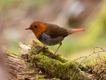 Japanese Robin 湯元光徳線歩道 Thu, 5/18/2023