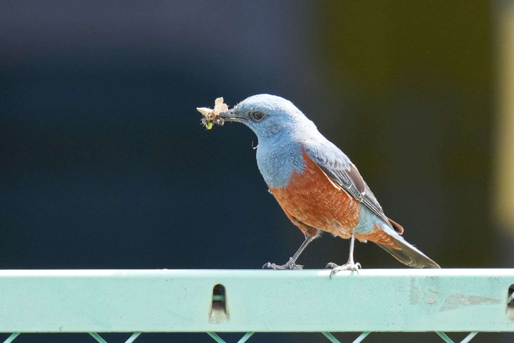 Photo of Blue Rock Thrush at 酒匂川河口 by アポちん