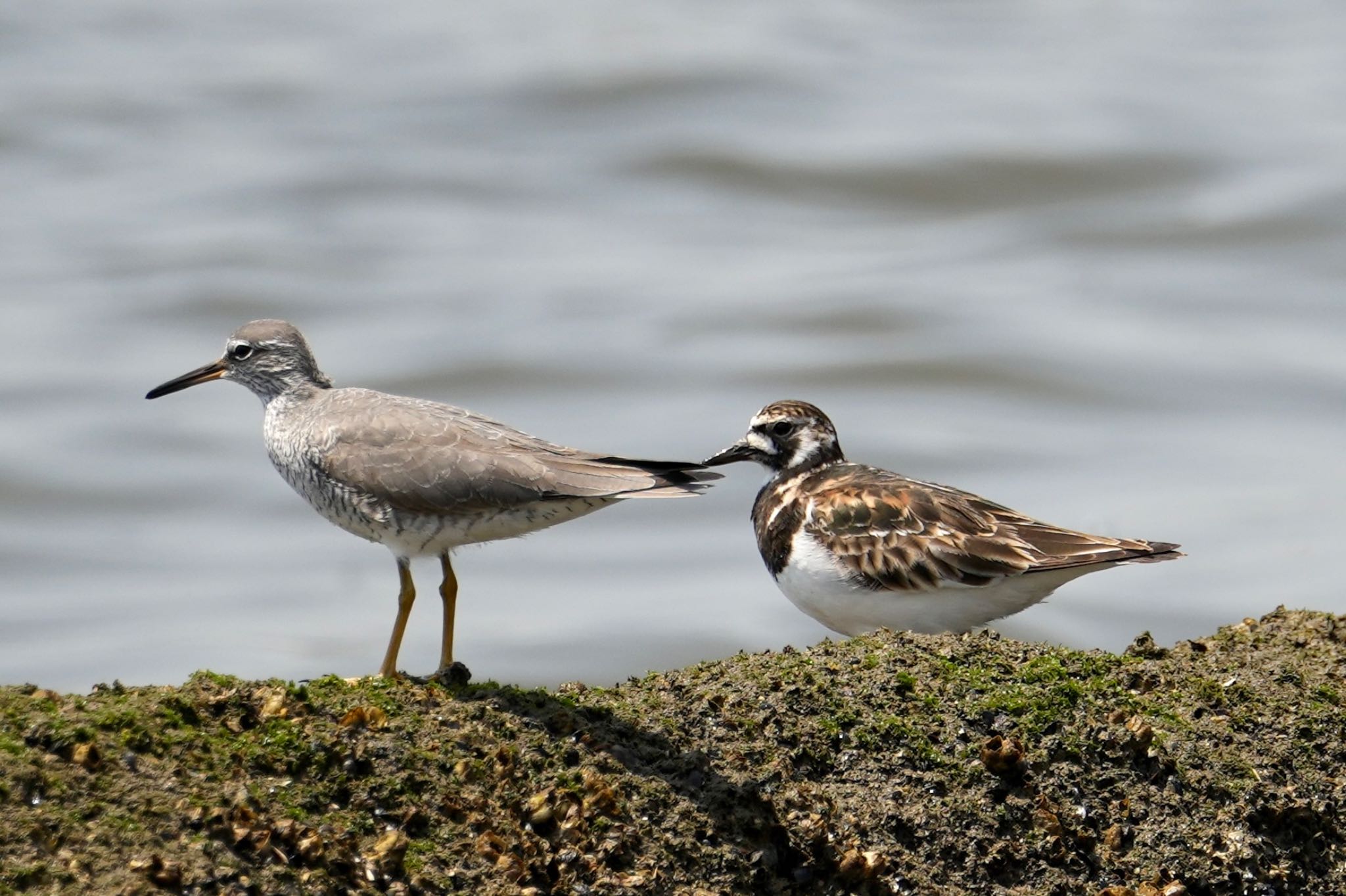 Ruddy Turnstone