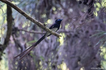 サンコウチョウ 八王子城跡 2023年5月18日(木)