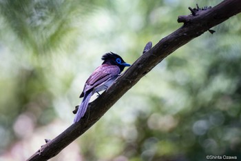 サンコウチョウ 八王子城跡 2023年5月18日(木)