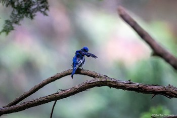 オオルリ 毛呂山 2023年5月18日(木)