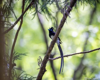 サンコウチョウ 比企郡 2023年5月18日(木)