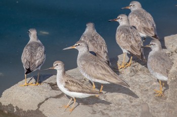 Grey-tailed Tattler 土留木川河口(東海市) Thu, 5/11/2023