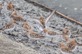 Sat, 5/13/2023 Birding report at 土留木川河口(東海市)