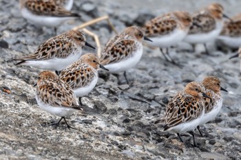 Red-necked Stint 土留木川河口(東海市) Sat, 5/13/2023