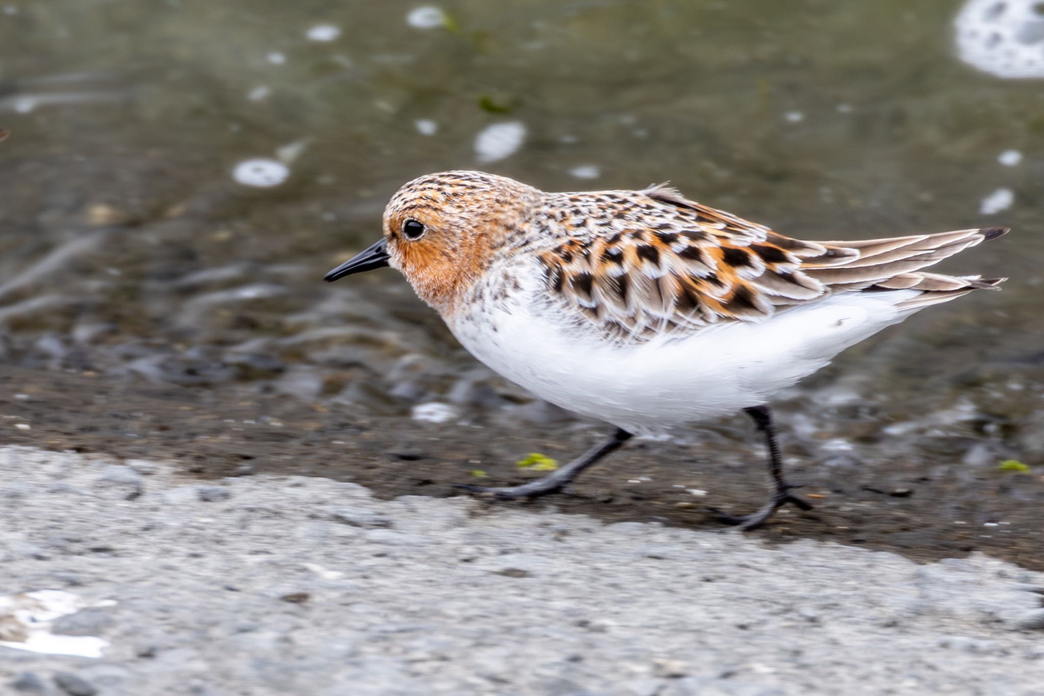 Photo of Red-necked Stint at 土留木川河口(東海市) by 青ちゃん