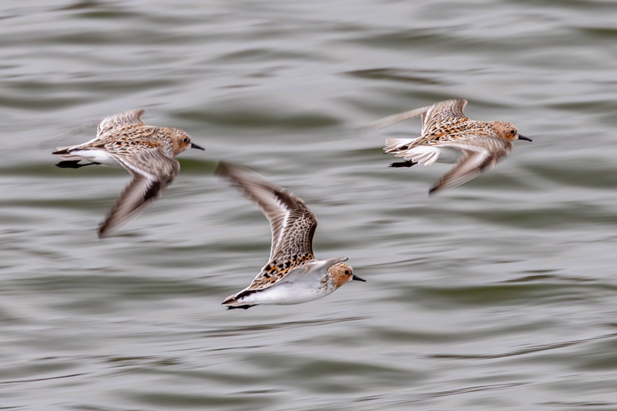 Photo of Red-necked Stint at 土留木川河口(東海市) by 青ちゃん