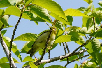 Warbling White-eye 水無瀬川緑道(豊田市) Mon, 5/1/2023