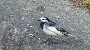 White Wagtail 水無瀬川緑道(豊田市) Mon, 5/1/2023